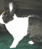 Domino